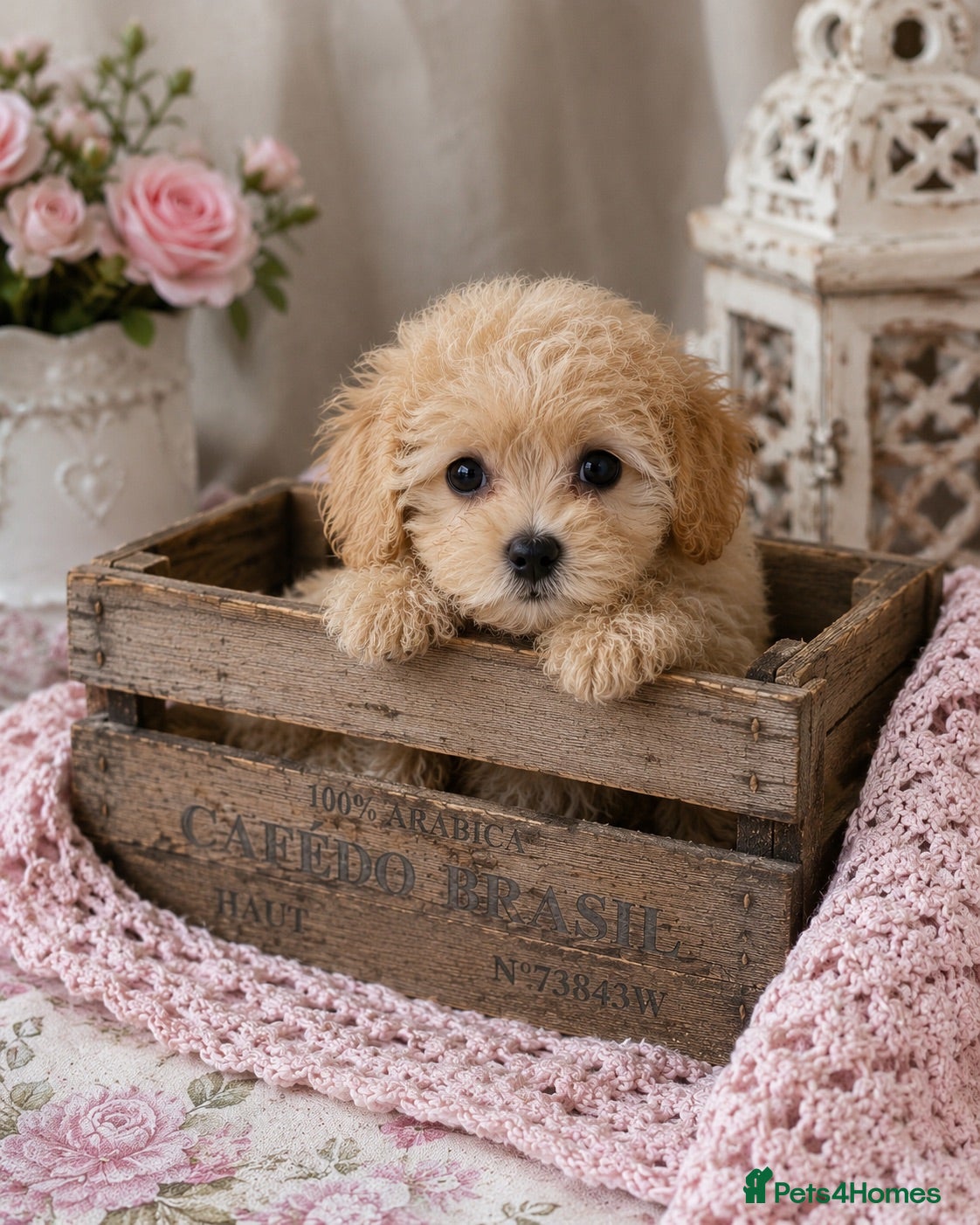 Maltipoo dogs READY NOW, Korean/Asian Maltipoo puppies - Advert 1