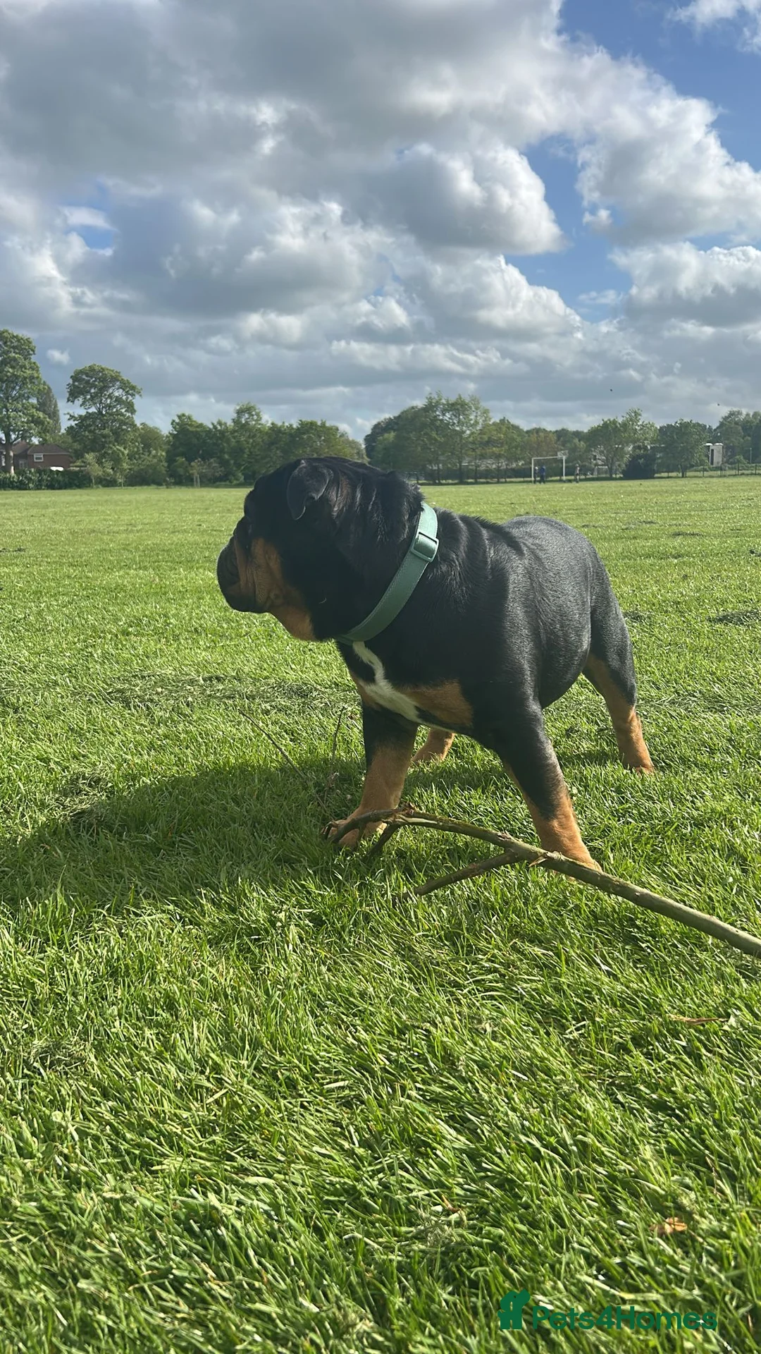 English Bulldog dogs for stud: Black & tan english Pedigree Stud dog - Advert 2