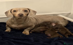 Miniature Dachshund dogs for sale: Outstanding miniature dachshund babies  - Image 2