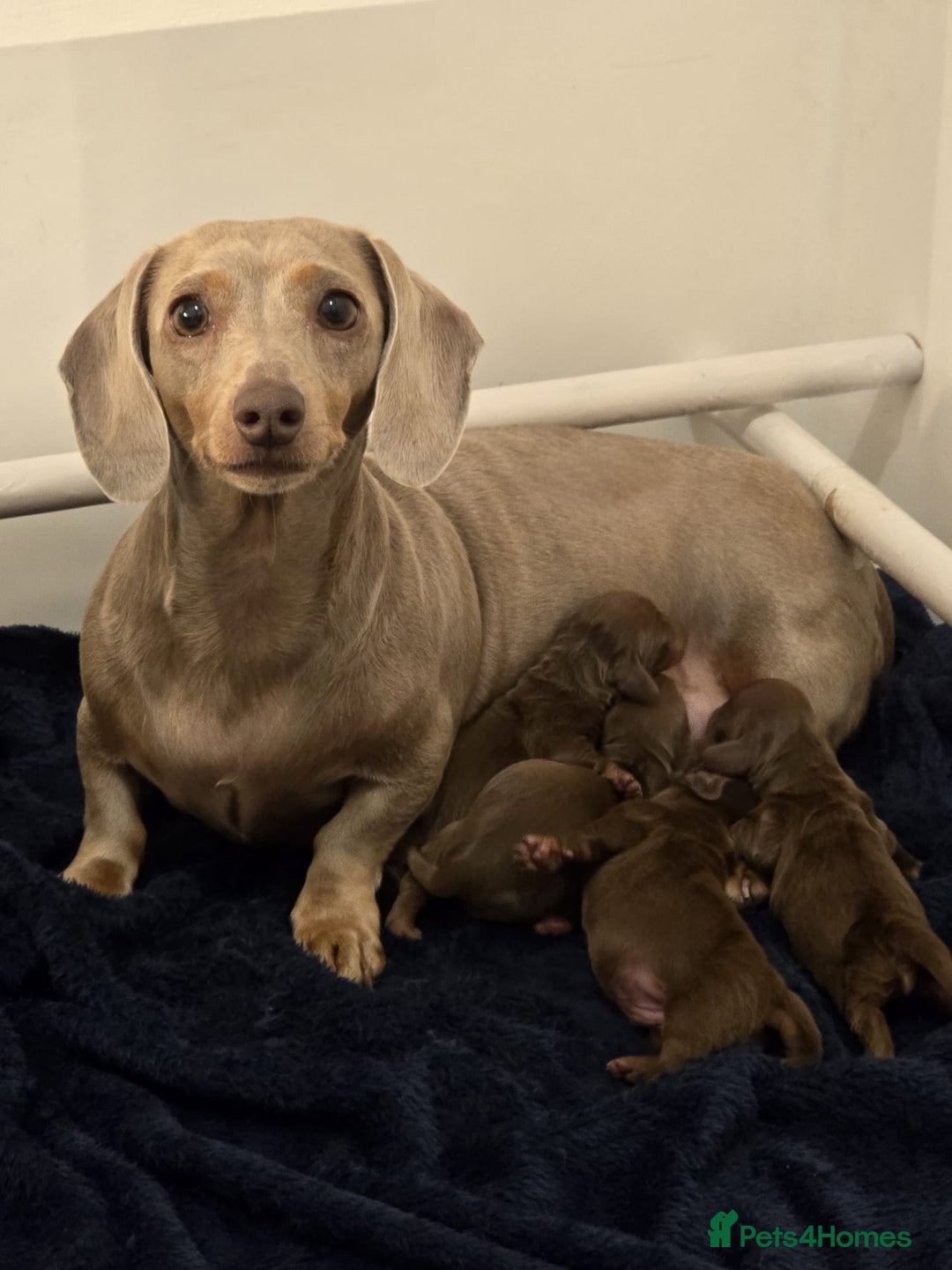 Miniature Dachshund dogs for sale: Outstanding miniature dachshund babies  - Image 2