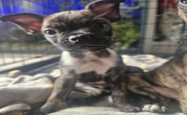 Mixed Breed dogs - Advert 1