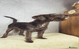 Australian Labradoodle dogs for sale: Australian Labradoodle × Fox Terrier Puppies - Image 16