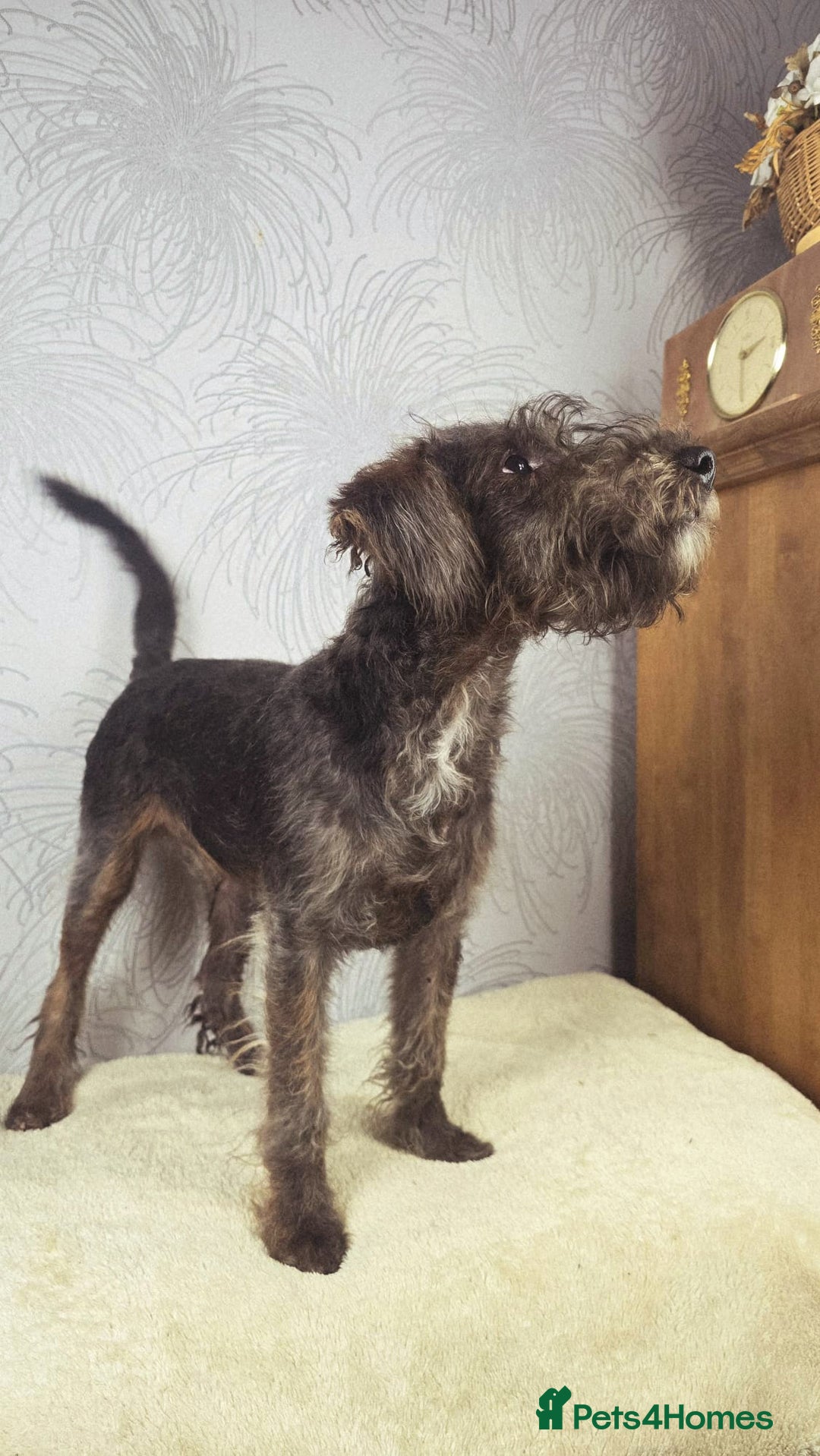 Australian Labradoodle dogs for sale: Australian Labradoodle × Fox Terrier Puppies - Image 16