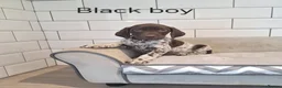 German Shorthaired Pointer dogs for sale: 🤎🤍 KC reg German Shorthaired Pointers 🤍🤎 - Advert 20