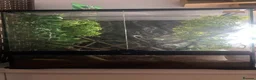 Gecko reptiles for sale: female super dalmatian crested gecko for sale  in Bolton - Advert 3