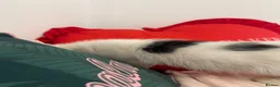 British Longhair cats for sale: ONLY 1 ADORABLE BRITISH LONG HAIR KITTEN LEFT!  - Advert 5