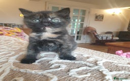 Mixed Breed cats for sale: Beautiful fluffy kittens - Image 4