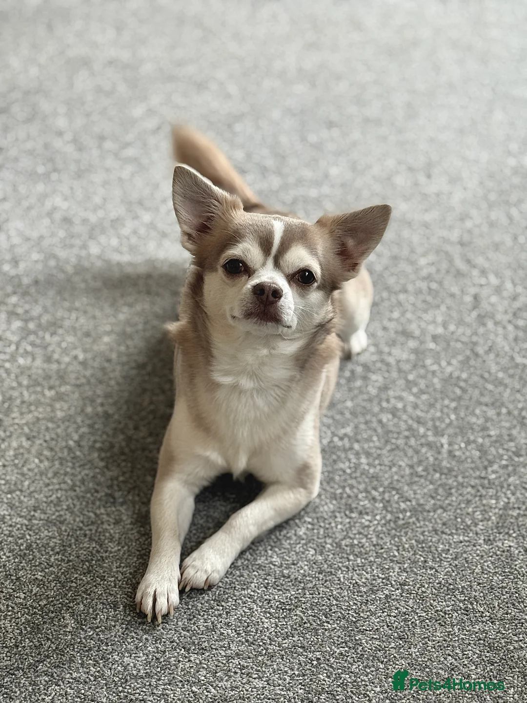 Chihuahua dogs for stud: Unique Chihuahua for Stud 🐾 in Southampton - Advert 5