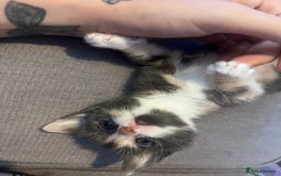 Mixed Breed cats for sale: Grey tortie  - Image 1