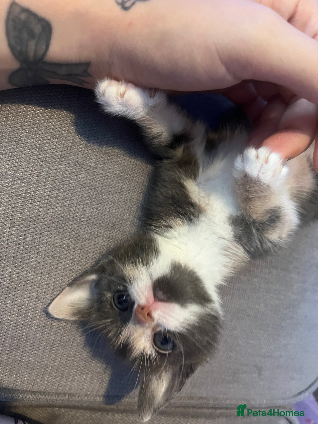 Mixed Breed cats for sale: Grey tortie  - Image 1