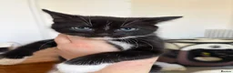 Mixed Breed cats for sale: Fluffy kittens ready for a new home  - Advert 11