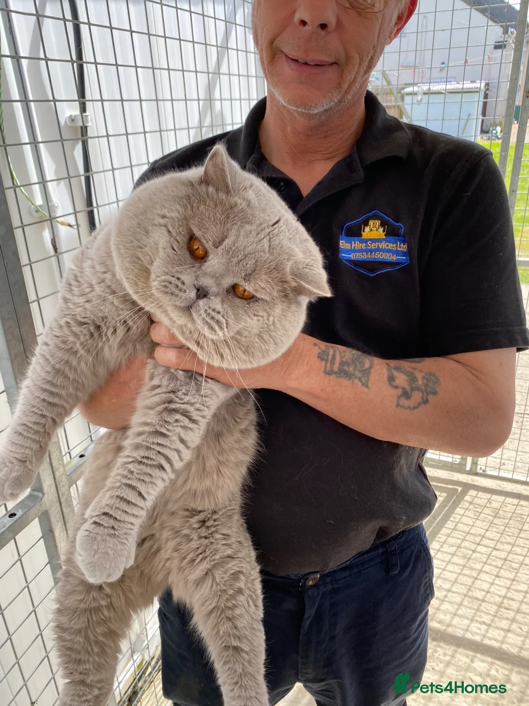 British Shorthair cats for sale: Blue female British shorthair possible active  - Advert 10