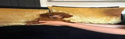 Miniature Poodle dogs for sale: Stunning Red Miniature Poodle Girl - Advert 13