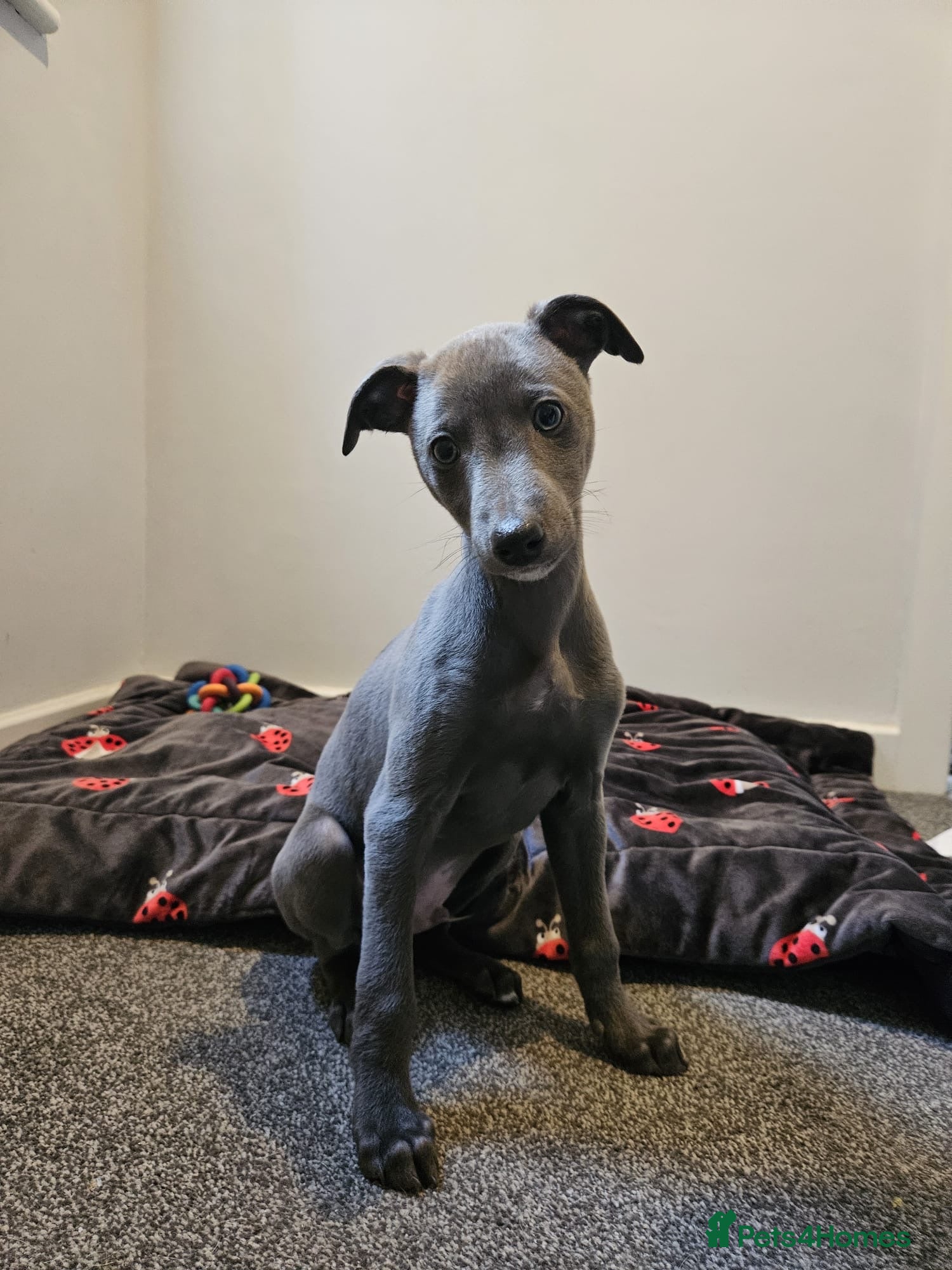 Whippet dogs Quality KC reg whippet puppies *1 boy available* - Advert 8