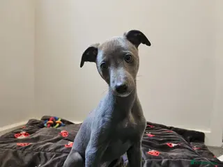 Whippet dogs Quality KC reg whippet puppies *1 boy available* - Advert 8