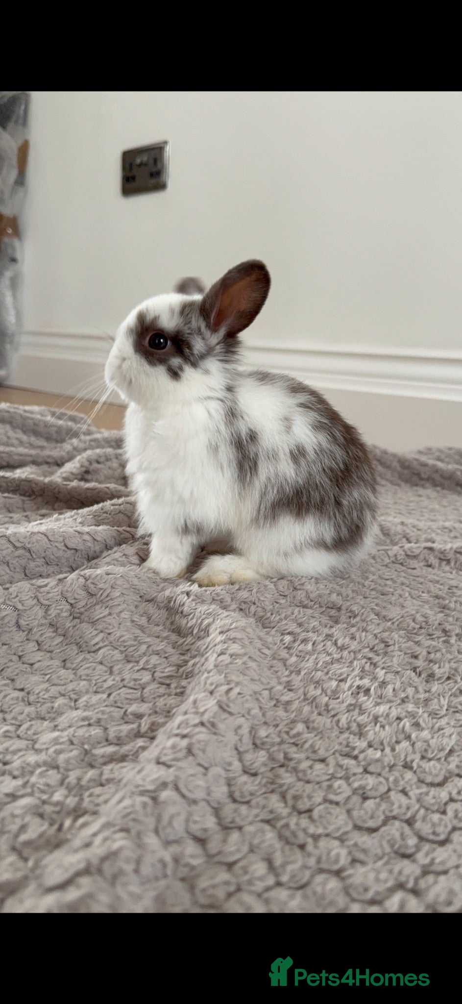 Mini Lop rabbits 6 month old Lop - Advert 2
