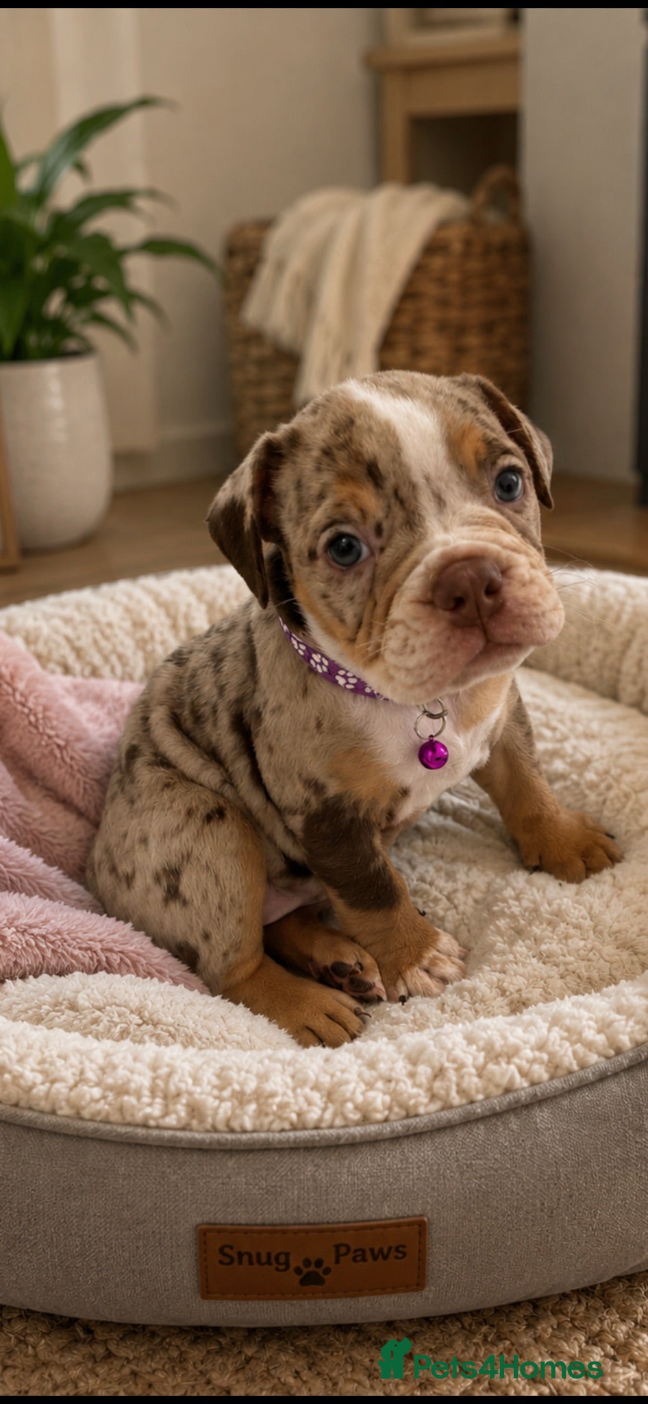 Dorset Olde Tyme Bulldogge dogs REDUCED⭐️olde English bulldog puppies ⭐️ - Advert 1
