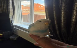Budgerigars birds for sale: Budgie for sale with cage - Image 2