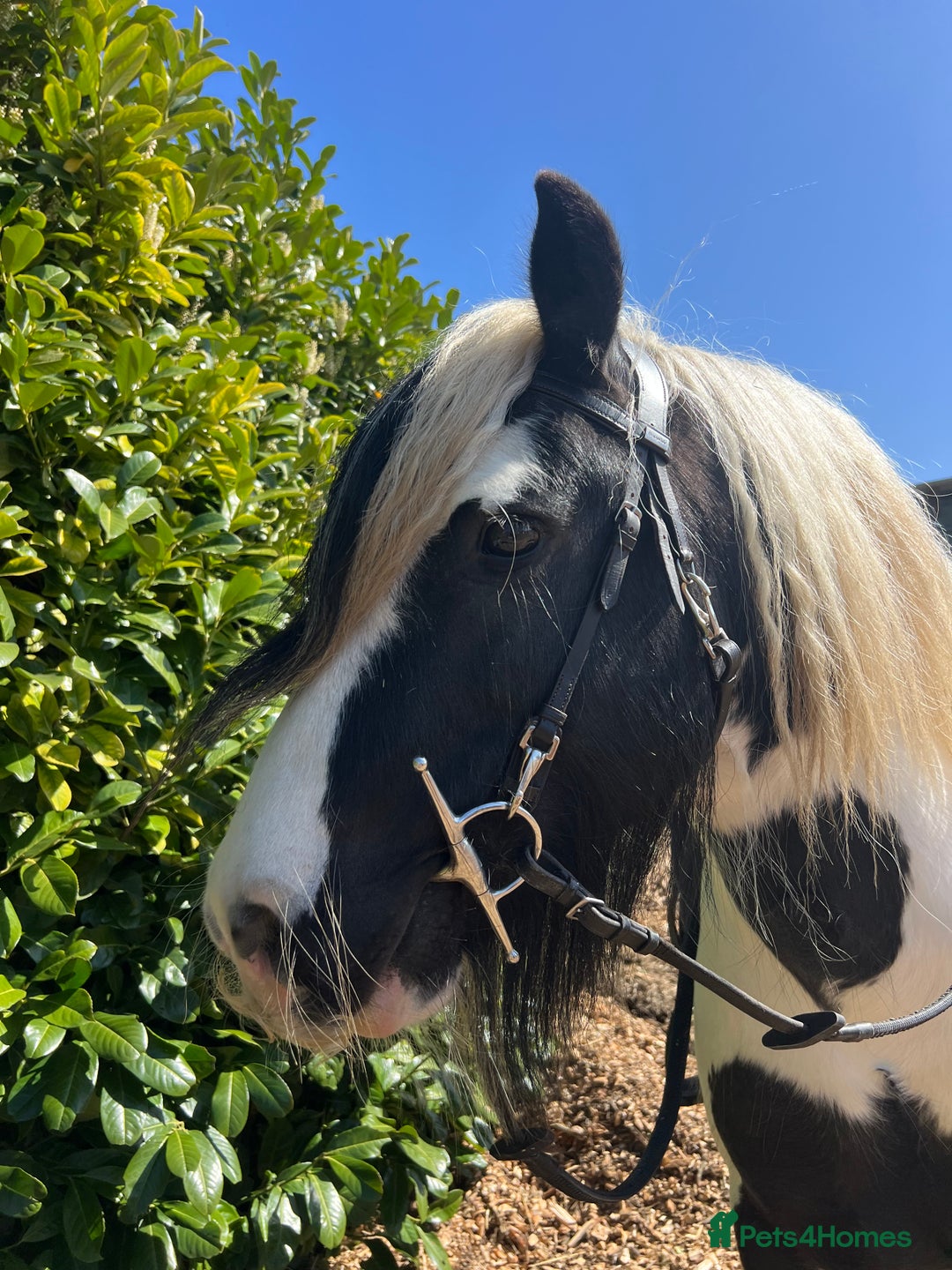 Irish Cob horses for sale: Chunky full up 12.3 cob gelding  in Peterborough - Image 6
