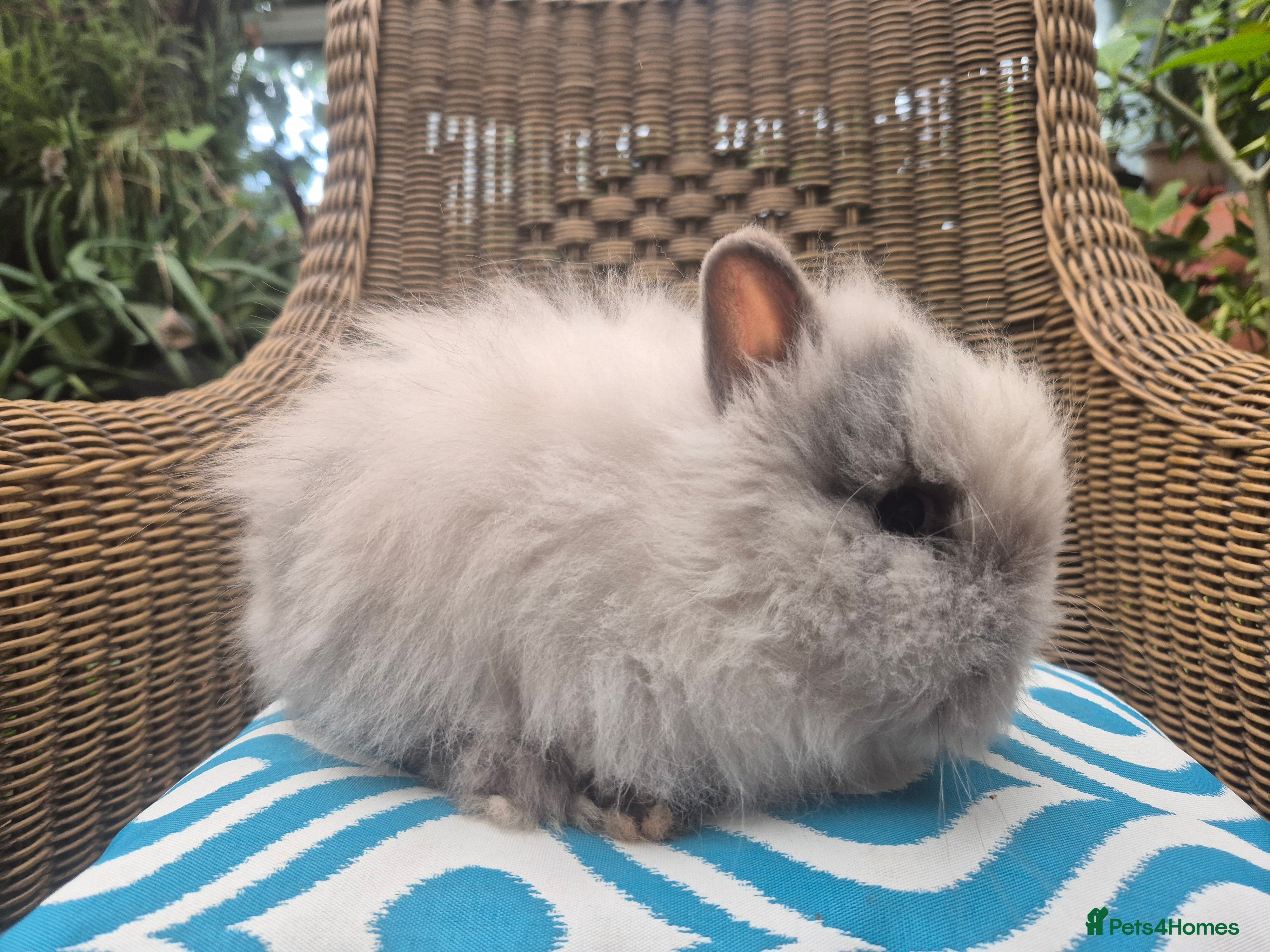 Angora rabbits 💗Blue harli girl teddydwerg💖 - Advert 2