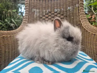 Angora rabbits 💗Blue harli girl teddydwerg💖 - Advert 2