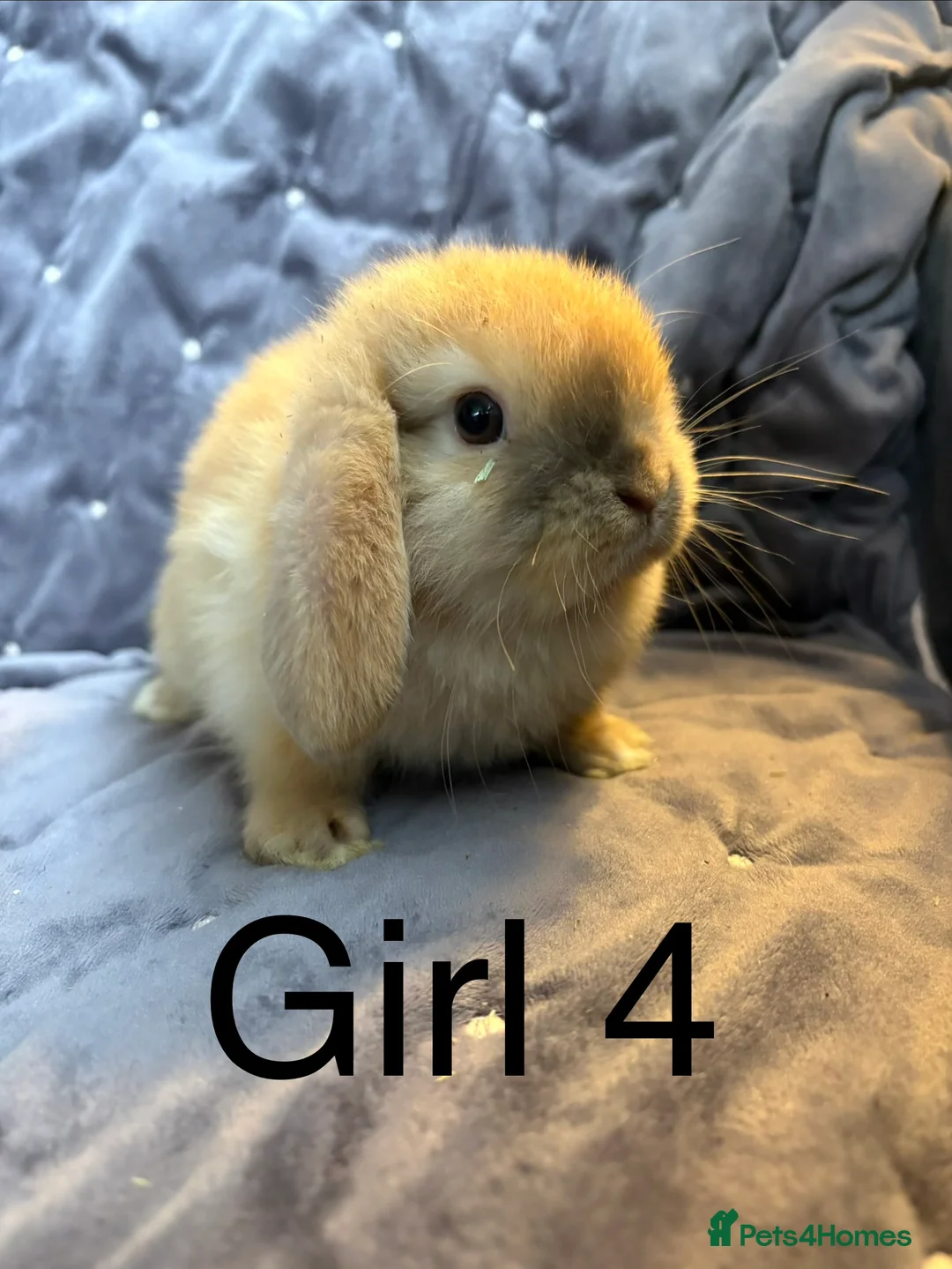 Mini Lop rabbits for sale: Stunning mini lops (vaccinated)  - Advert 6
