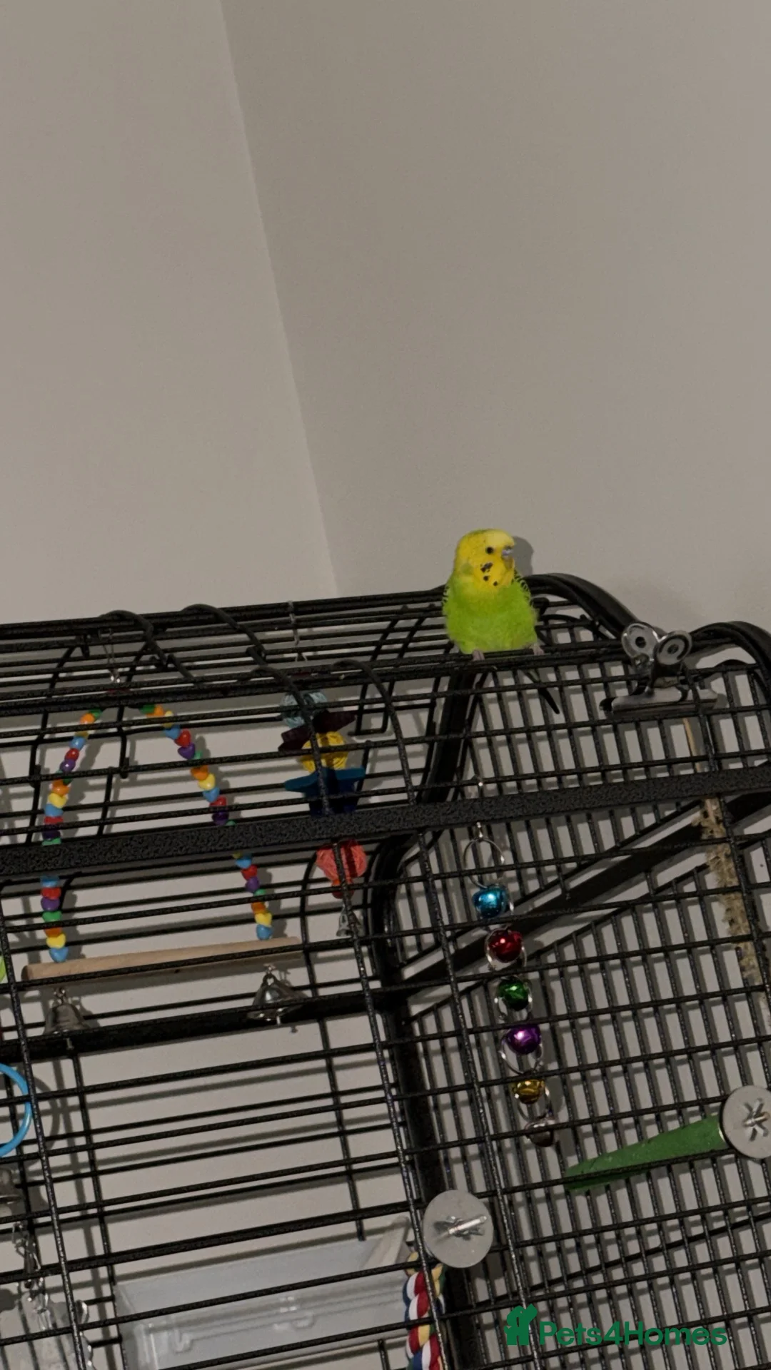 Budgerigars birds for sale: Cosmo in Denny - Advert 2