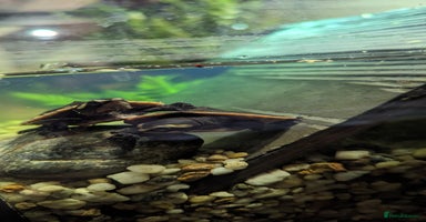 Turtle reptiles in Dunstable - Advert 11