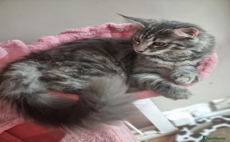 Maine Coon cats - Advert 5