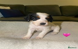 Cocker Spaniel dogs for sale: Cocker Spaniel Puppies  - Advert 20