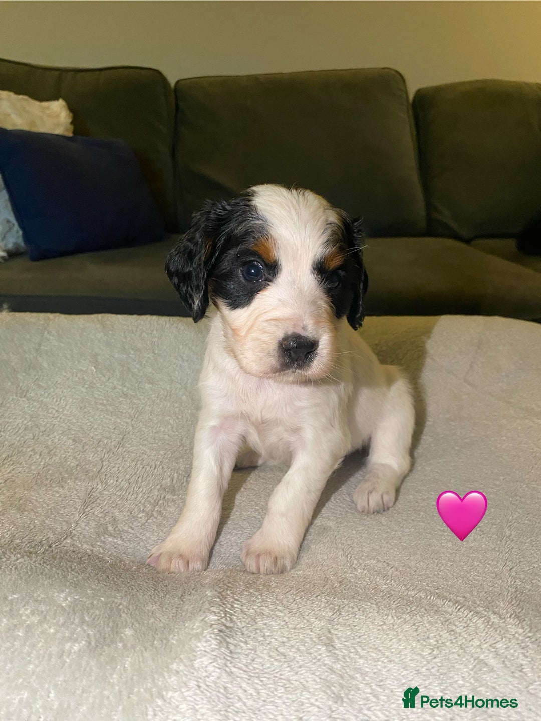 Cocker Spaniel dogs for sale: Cocker Spaniel Puppies  - Advert 20