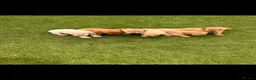 Labrador Retriever dogs for sale: Stunning labrador puppies  in Wickford - Advert 3