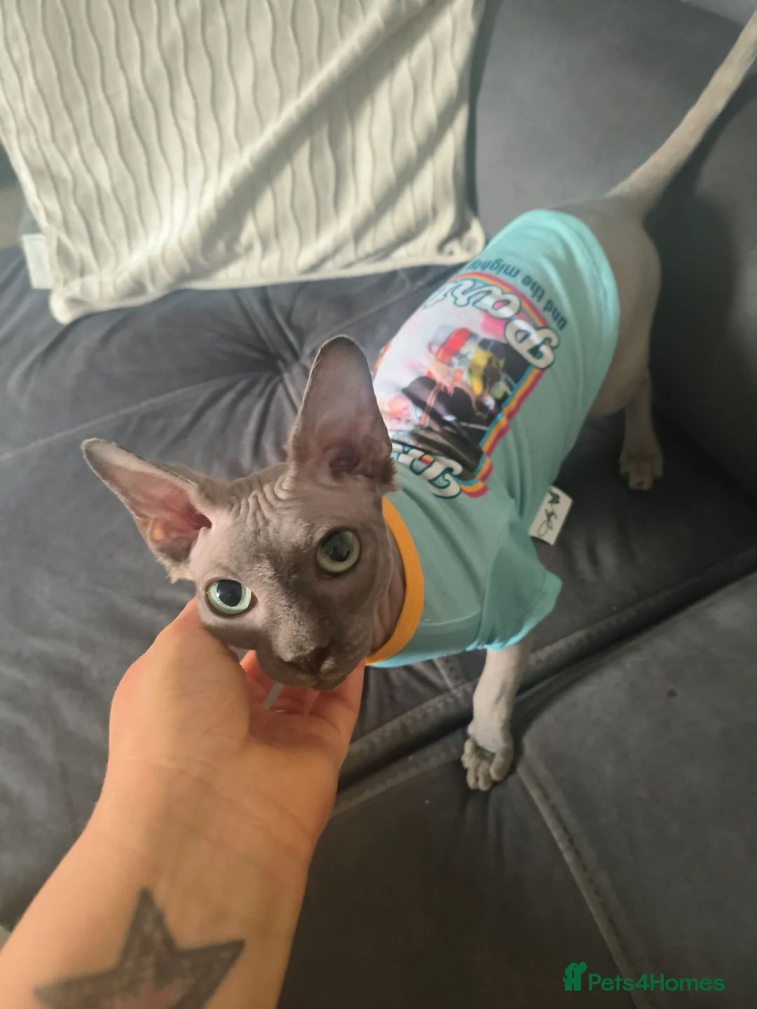 Sphynx cats for sale: Male sphynx cat - Advert 4