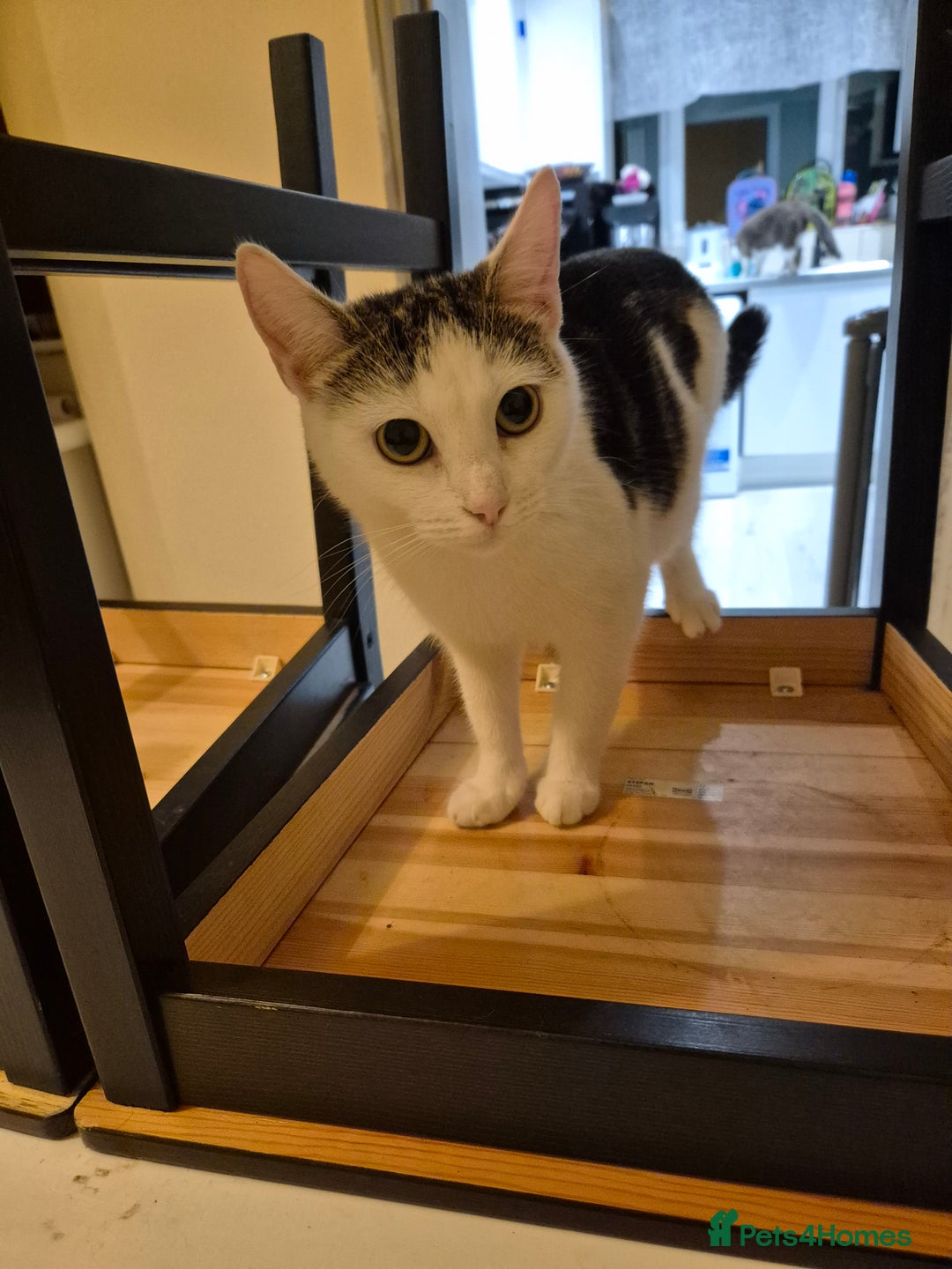 Domestic Shorthair cats for sale: the cat is looking for new owners - Advert 1