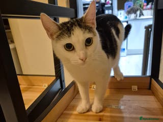 Domestic Shorthair cats the cat is looking for new owners - Advert 20