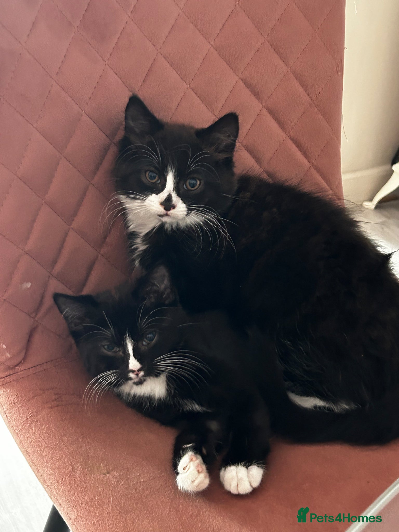 Mixed Breed cats Maine coone x domestic kittens  - Advert 5