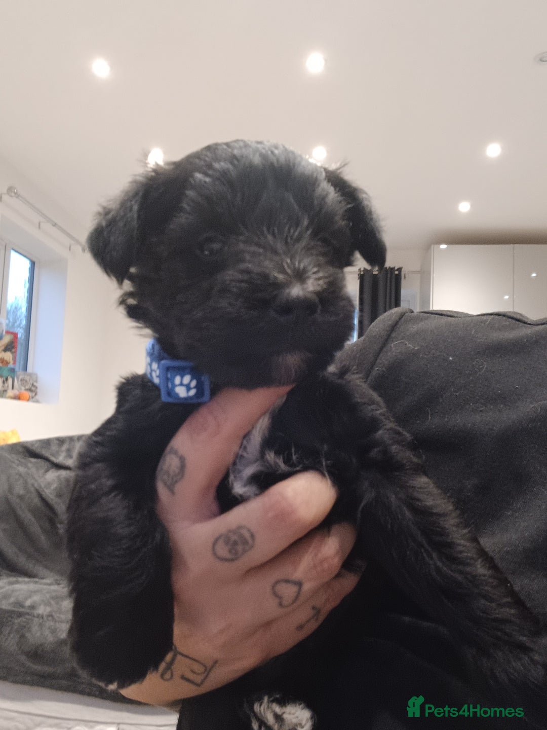 Miniature Schnauzer dogs for sale: Miniature Schnauzers  - Advert 5