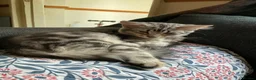 Maine Coon cats for sale: Maine Coon Bengal Cross Kittens - Advert 1