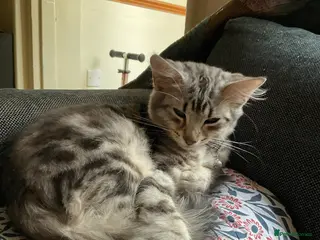 Maine Coon cats for sale: Maine Coon Bengal Cross Kittens - Advert 1