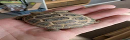 Tortoise reptiles for sale: Baby Horsefield tortoises from £159.99 in Chorley - Advert 3