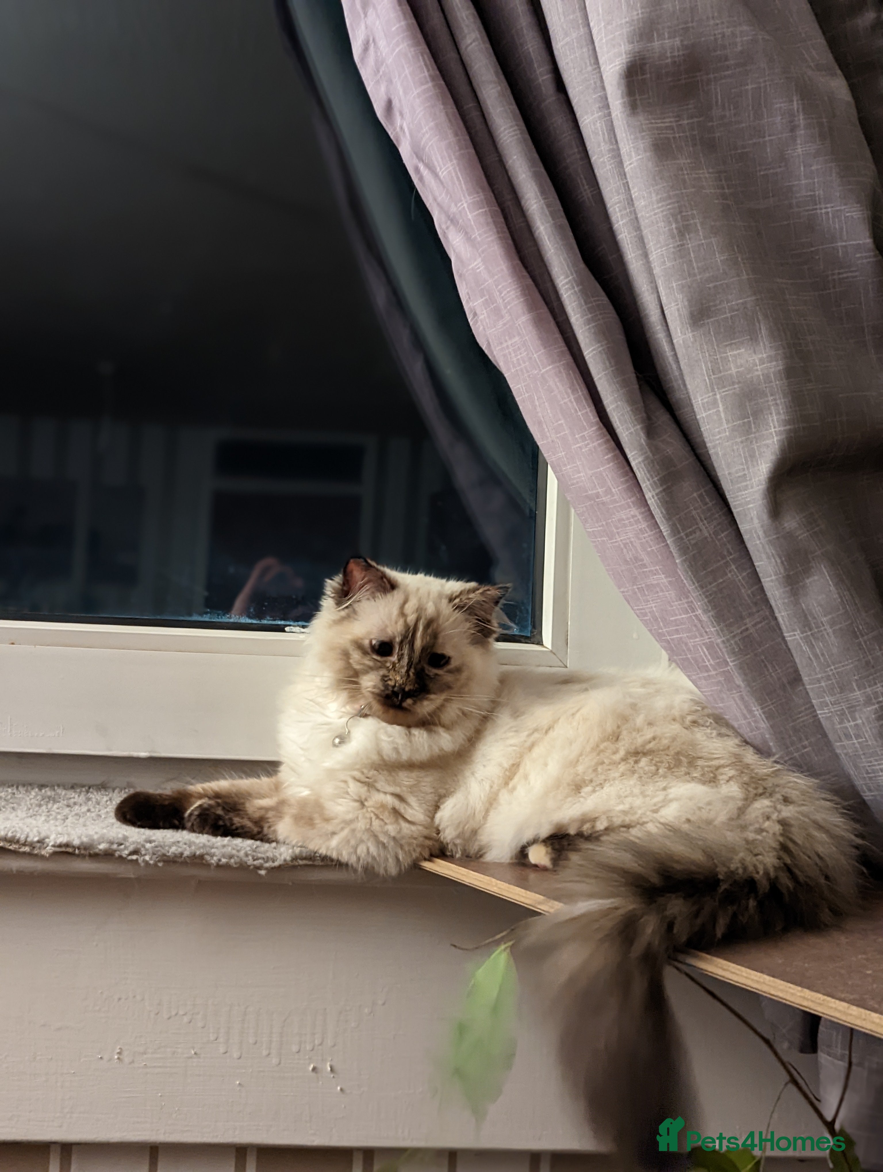 Ragdoll cats Lili to be rehomed  - Advert 9