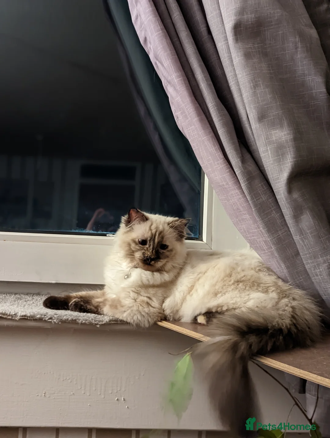 Ragdoll cats for sale: Lili to be rehomed  in Edinburgh - Advert 1