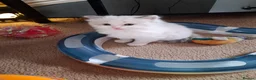 Ragdoll cats for sale: CUTE BLUE, LILAC BICOLOUR RAGDOLL KITTENS  - Advert 7