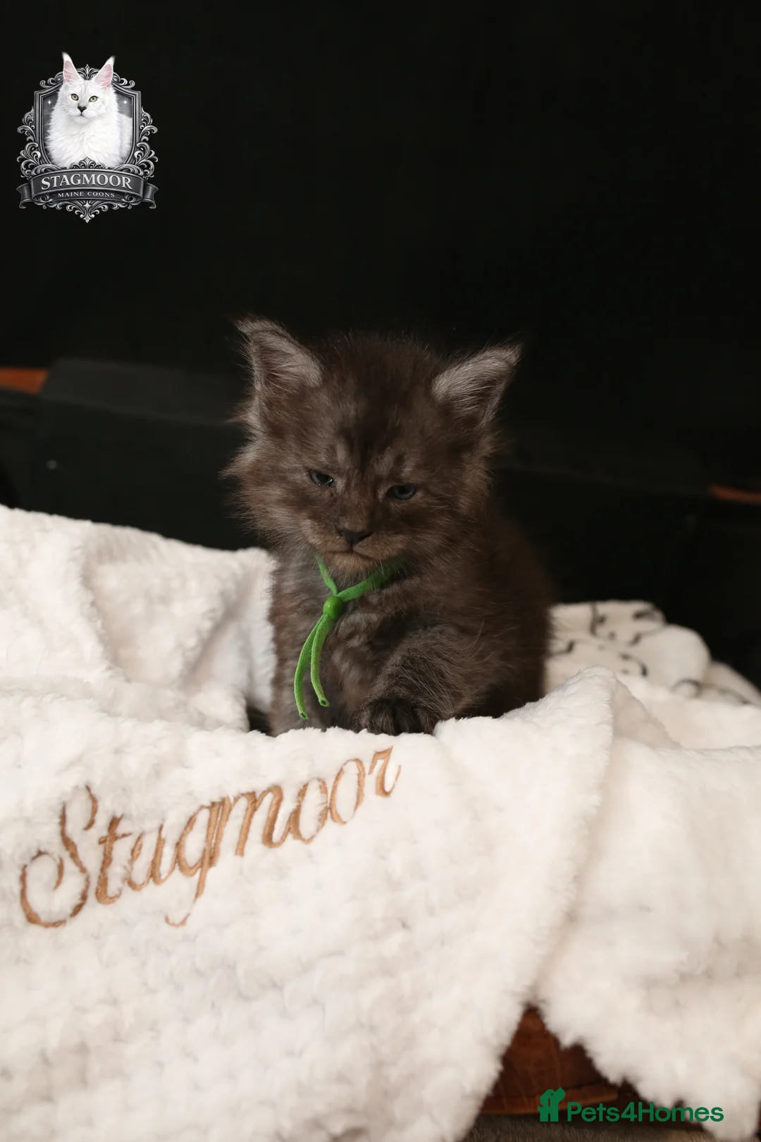 Maine Coon cats for stud: European Championship Carries Shaded GCCF & TICA - Advert 16