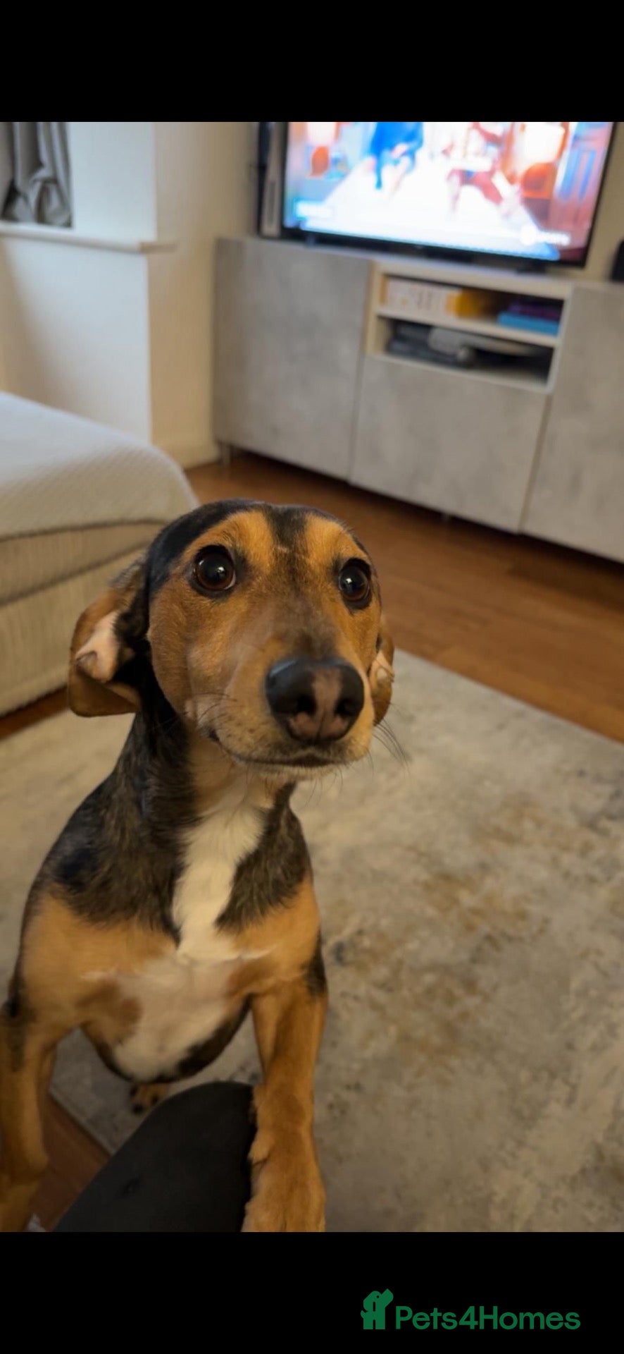 Dachshund dogs Rehoming due to family circumstances - Advert 6