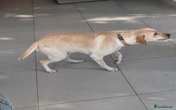 Mixed Breed dogs for sale: Labrador mixed breed - Image 2