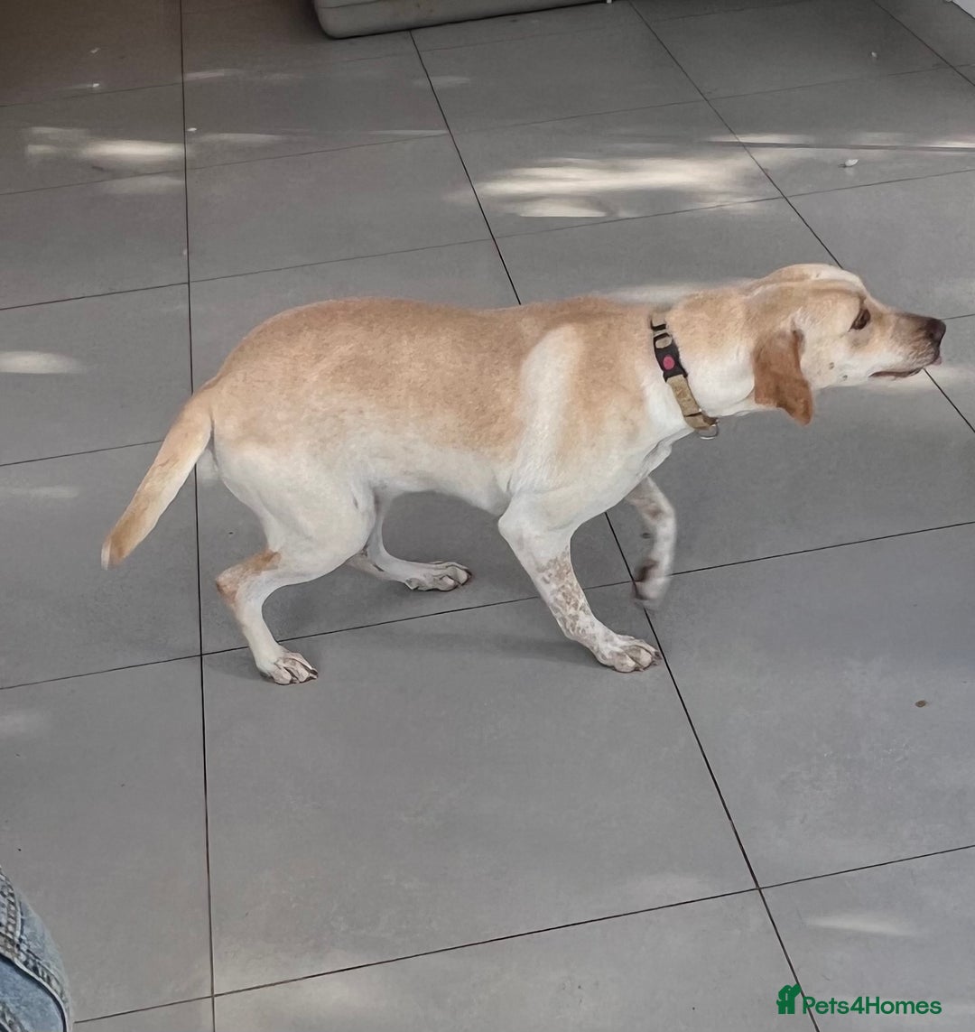 Mixed Breed dogs for sale: Labrador mixed breed - Image 2