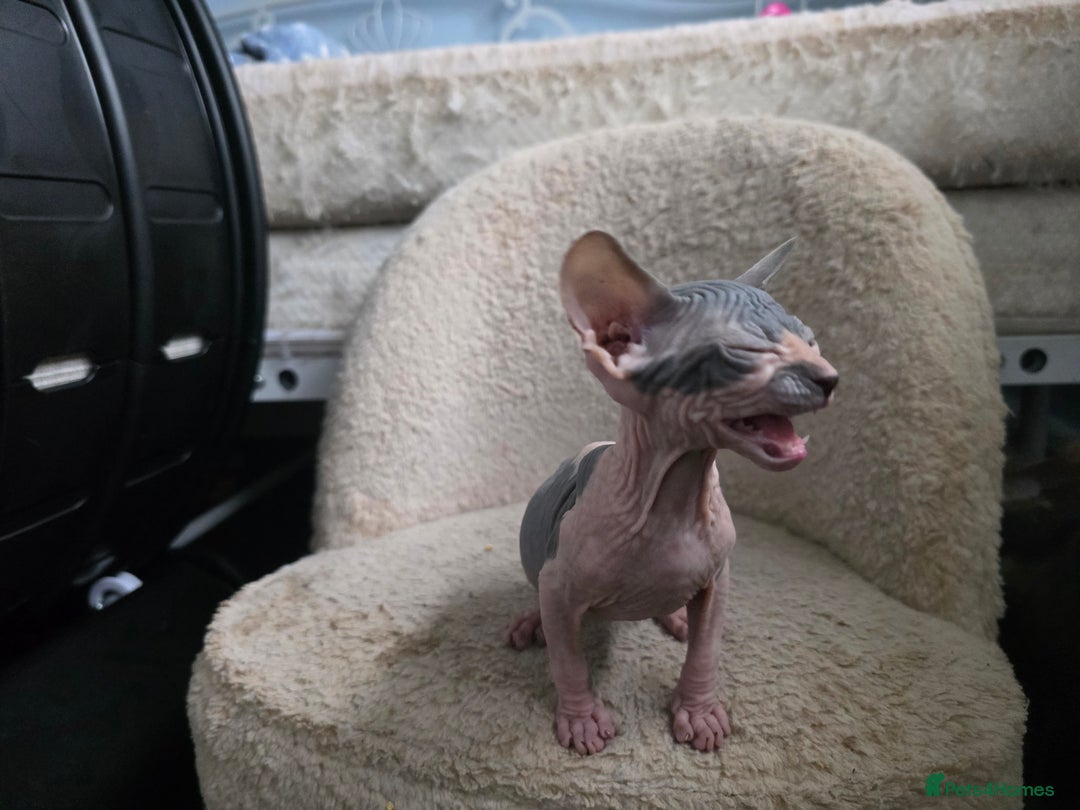 Mixed Breed cats for sale: Adorable Male Kitten – Sphynx x Devon Rex Cross - Advert 10
