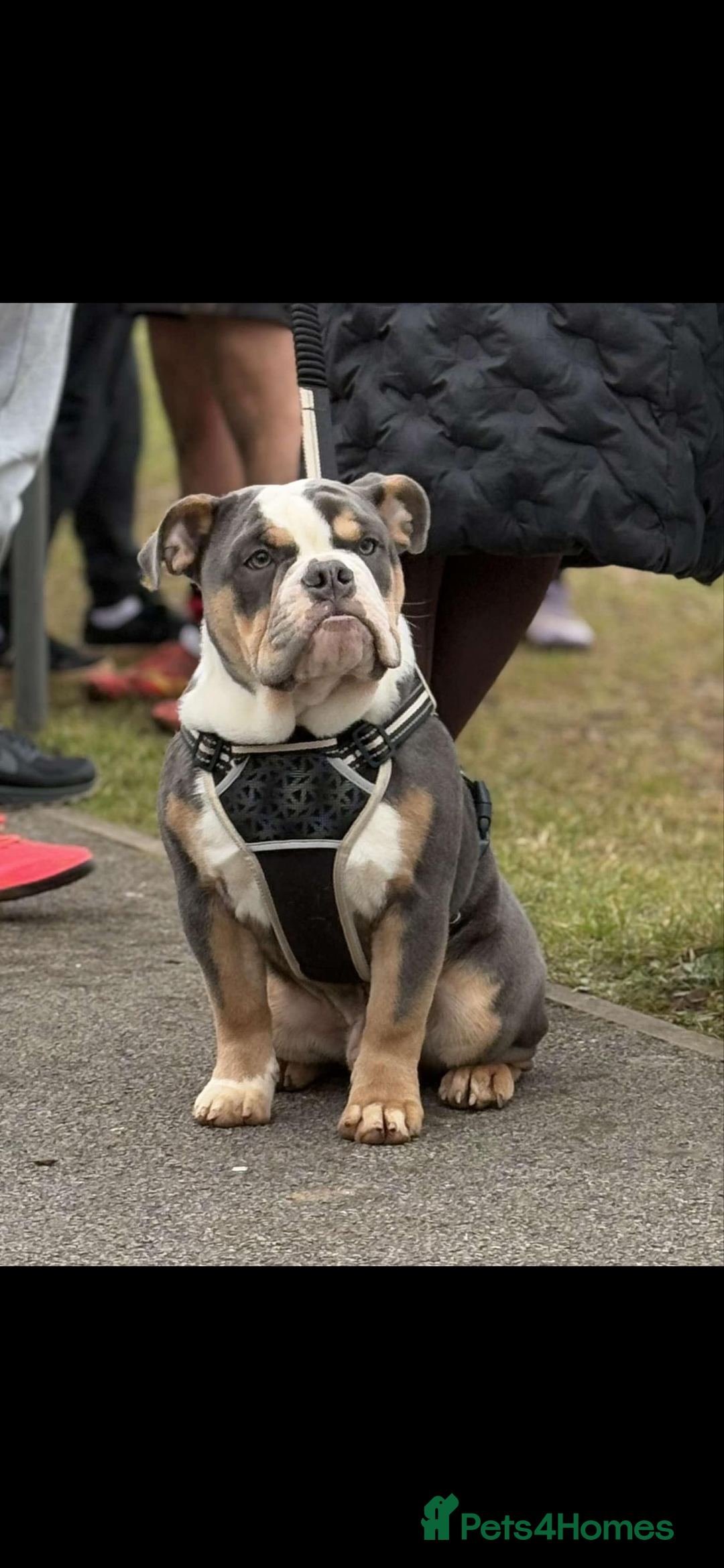 Olde English Bulldogge dogs for sale: 1 year old Olde English Bulldog - Advert 1