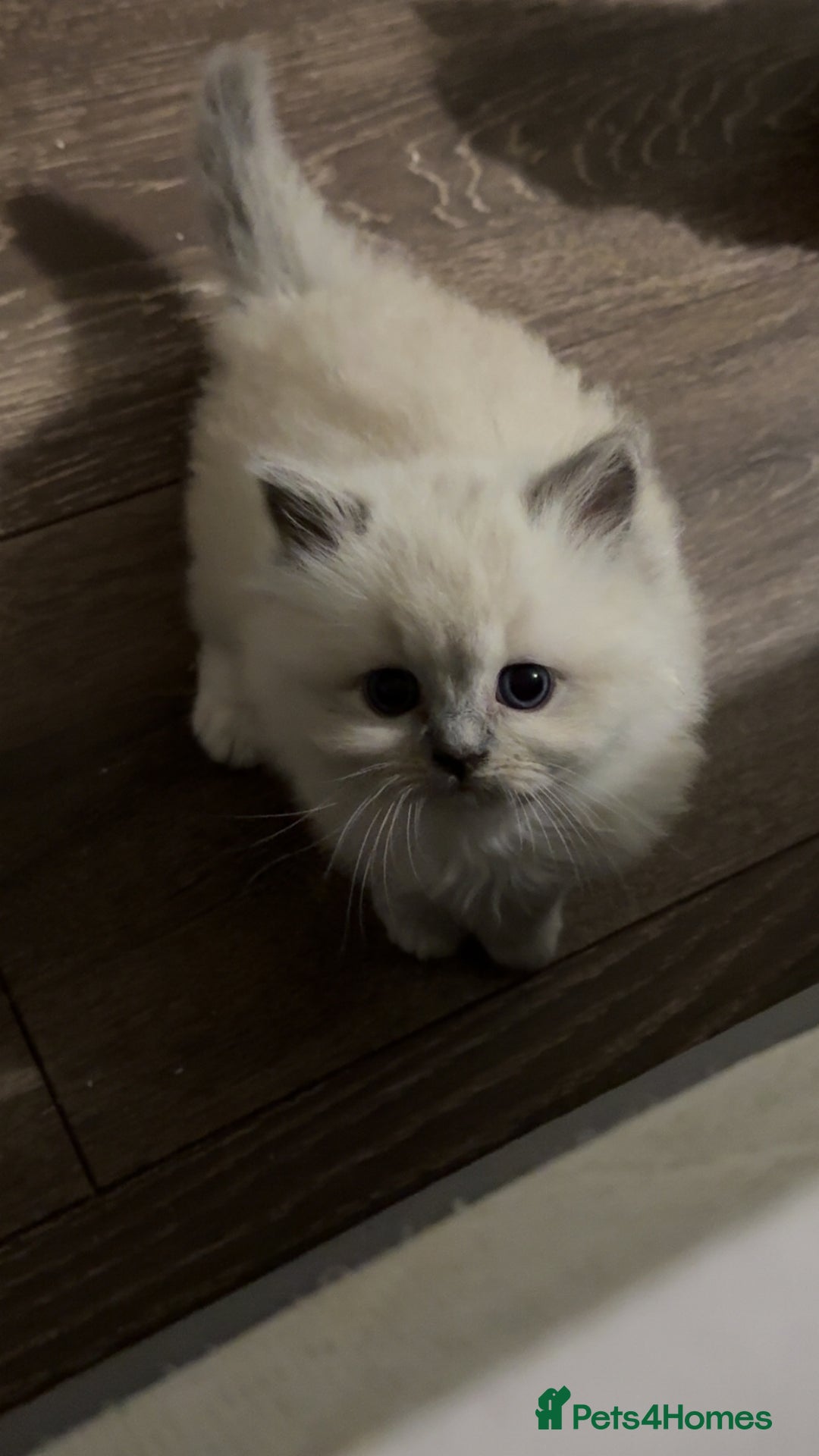 Ragdoll cats for sale: Blue point male ragdoll - Advert 4